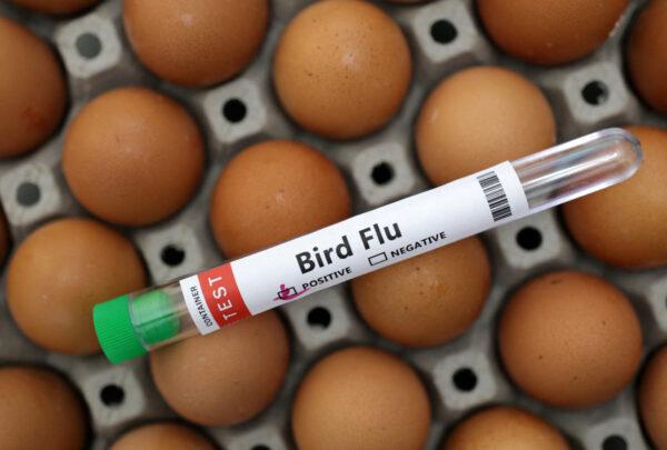 Thousands of Hens to Be Culled as Flu Hits Fifth Farm