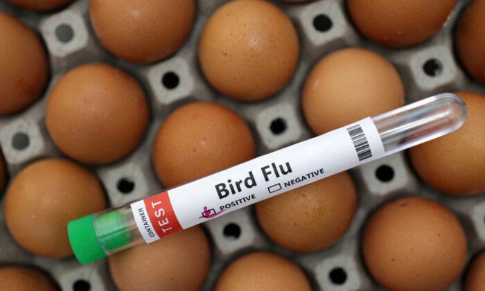 Thousands of Hens to Be Culled as Flu Hits Fifth Farm