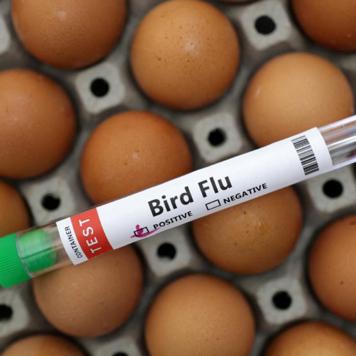 Thousands of Hens to Be Culled as Flu Hits Fifth Farm