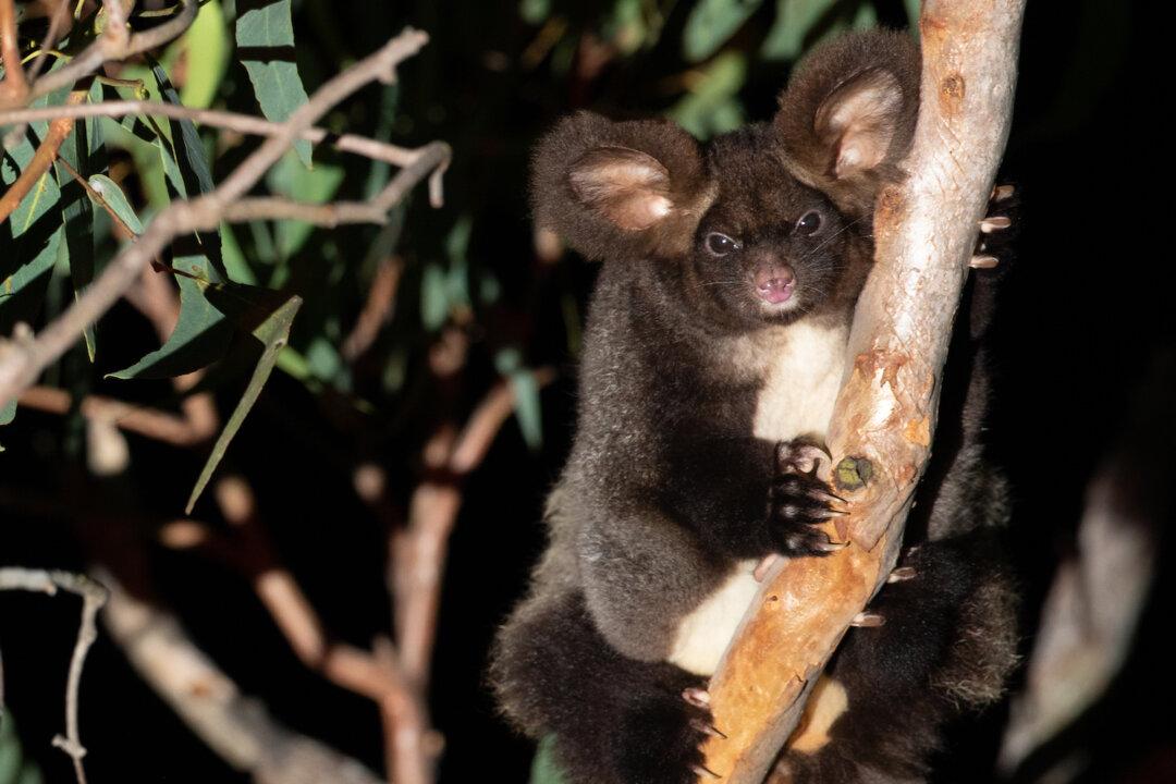 Environment Order Putting Industry at Risk, Forestry Organisation Claims