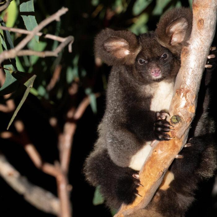 Environment Order Putting Industry at Risk, Forestry Organisation Claims