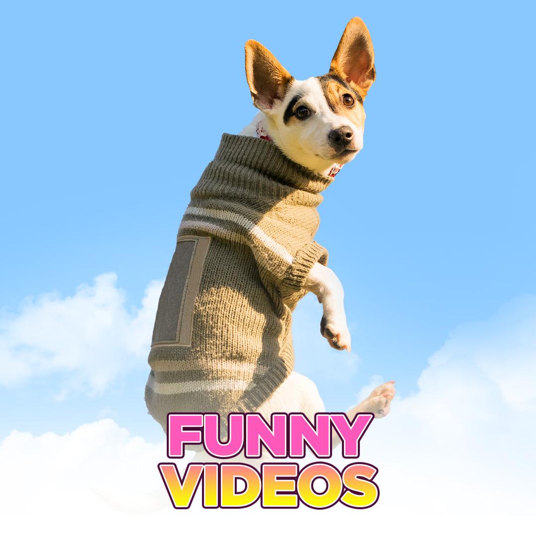 Funny Videos