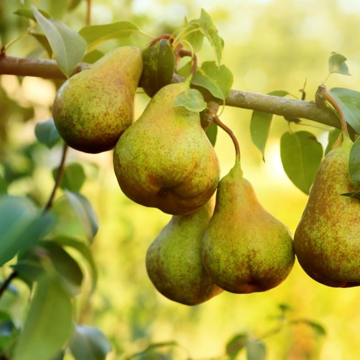 ‘Patriotic Choice’ Needed: SPC Cuts Canned Fruit Orders As Cheap Imports Dominate