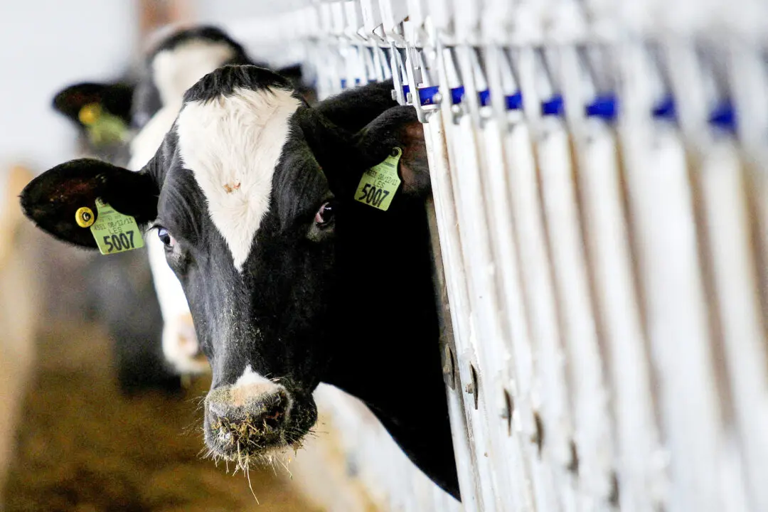 Cows With Bird Flu Have Died in 5 US States: Officials